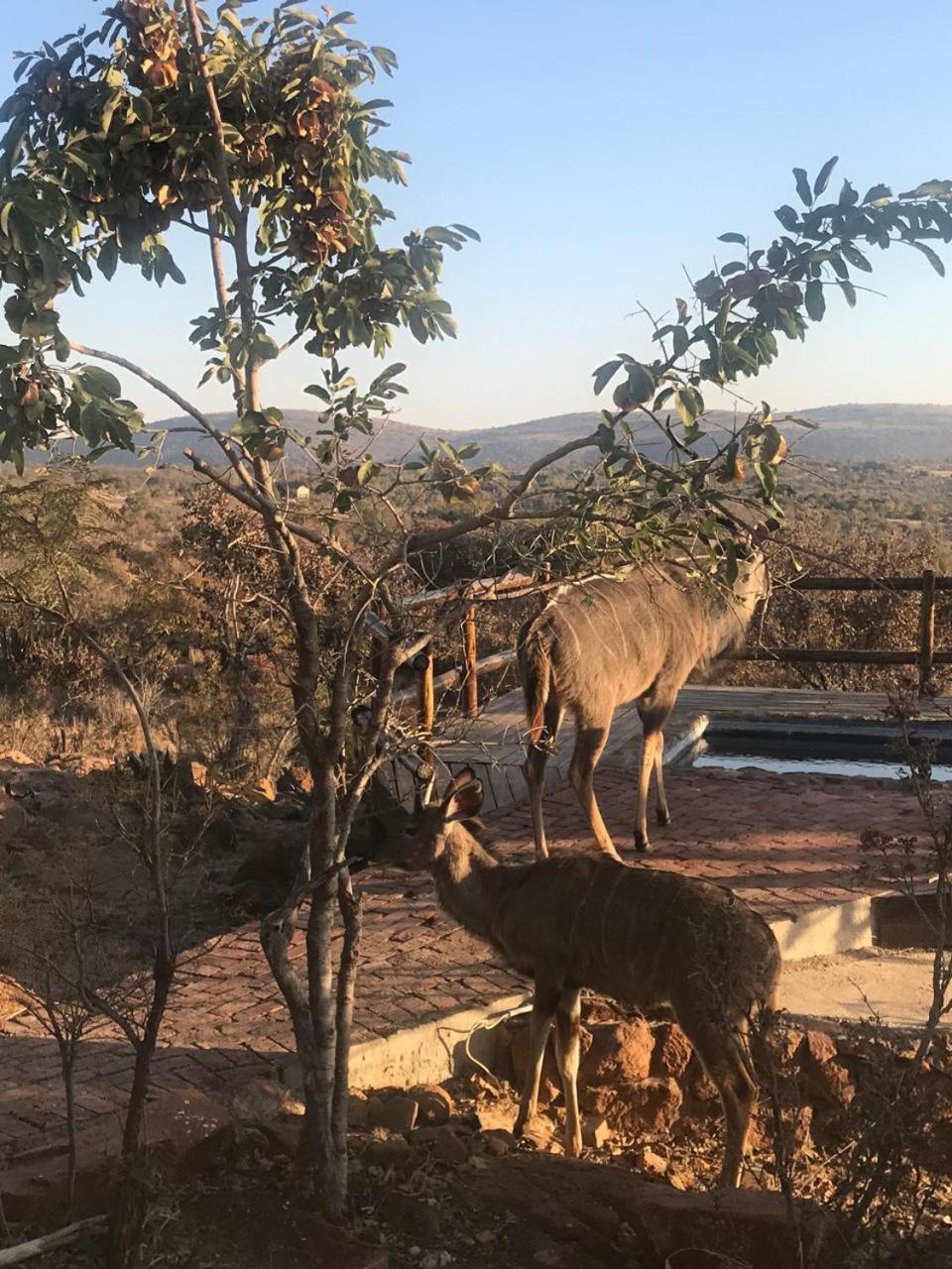 Lodge Twentyfour Mabalingwe Nature Reserve Bela-Bela Ngoại thất bức ảnh